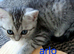 Bsh X Scotish straight kittens. Microchipped.