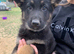5 stunning German Shepherd puppies