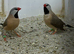 Hex finches
