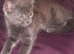 Kittens for sale