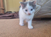 Kittens