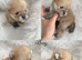 Beautiful KC POM PUPPYS AVAILABLE