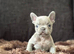French bulldog puppies available