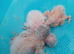 Handreared Blue and White Quaker Babies