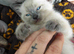 Beautiful sphynx x ragdoll kittens
