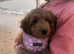 Cockapoo puppies  "Ready now"