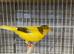 Canary pair for sale