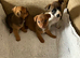 Minature Jack Russell puppys