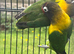 2 female Black masked lovebirds