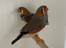 Pair of good sized normal zebra finches