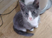 Beautyfurl kittens