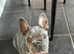 I have a 16 week KC reg blue/tan female for sale.