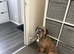 Old English bulldog