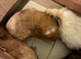 Guinea pig babies for sale bh23