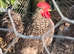 Penkin cockerel