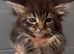 XL beautiful maine coon kittens