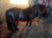Quality registered standard shetland gelding
