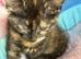 Stunning kitten x bsh &pound;45EACH 1 GIRL LEFT