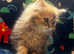 Fluffy Persian 1 girl left