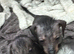 Dachshund x Chinese crested