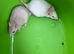 Dwarf Rats Available