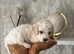 READY TO RESERVE Cavapoochon pupps