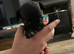 French bull dog x springer spaniel puppies