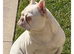 Female visual Pink frenchbulldog