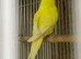 Budgie pairs