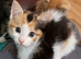 4 adorable kittens