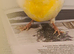 Lovely cock