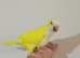 Semi tame yellow quaker