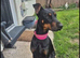 Doberman female kc Reg