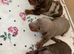 Beautiful minature dachshund puppies