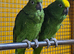 Baby Yellow Crowned Amazon Talking parrot,10