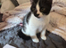 Beautiful kittens for sale looking for foreverr loving homes