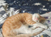 3 Kittens for Sale 2 Boys and one Tortoiseshell Girl