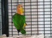 Female yellow thighed caique