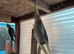 Young cockatels for sale.