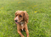 Female cocker spaniel puppy