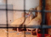 4 Cherry valley ducklings