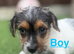 Jack Russell puppies !!!