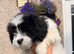 Lhasa apso boy for sale! Ready now.