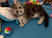 3 Beautiful Female Maine Coon Kittens &ndash; Ready Now