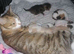 Kittens