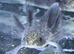 Axolotl babies