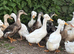 Lots of breeds of ducks