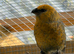 Male Pine Grosbeak