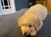 Ready to collect miniature multigenerational Labradoodle Puppies for Sale
