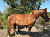 Lovely 3 year old for sale